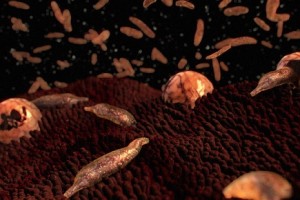 Public Health: HPA investigating increase in cryptosporidiosis