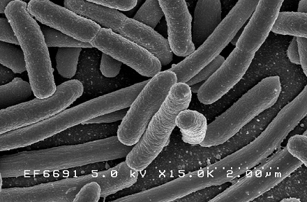 Food Safety: NSF-CMi update their E.coli Guidance Note