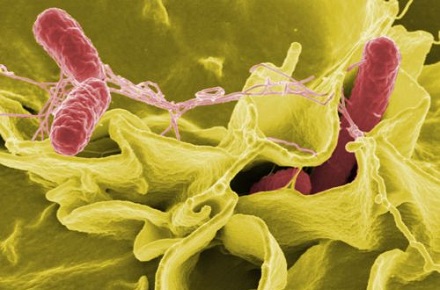 Food Safety: Outbreak of Salmonella Newport