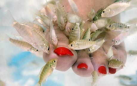 Public Health: Fish pedicures unlikely to cause infection