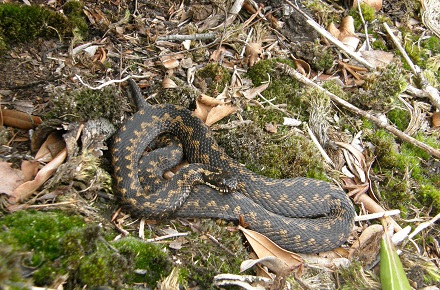 Public Health: HPA advises – Country walking? Think snakes