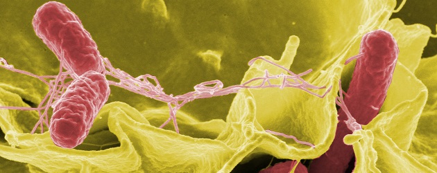 Food Safety: PHE investigating national outbreak of Salmonella